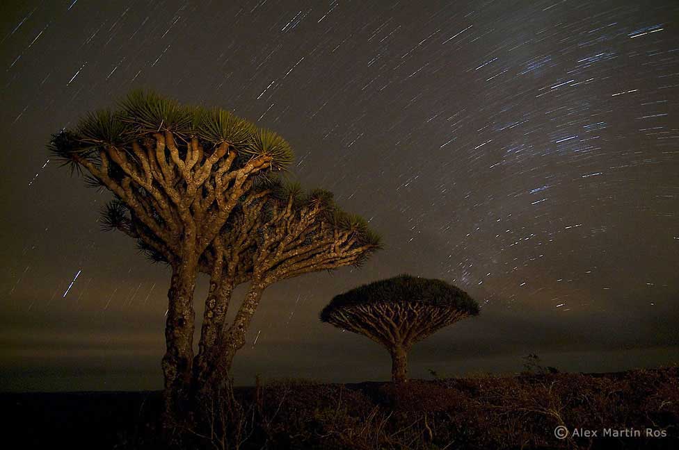 Socotra.