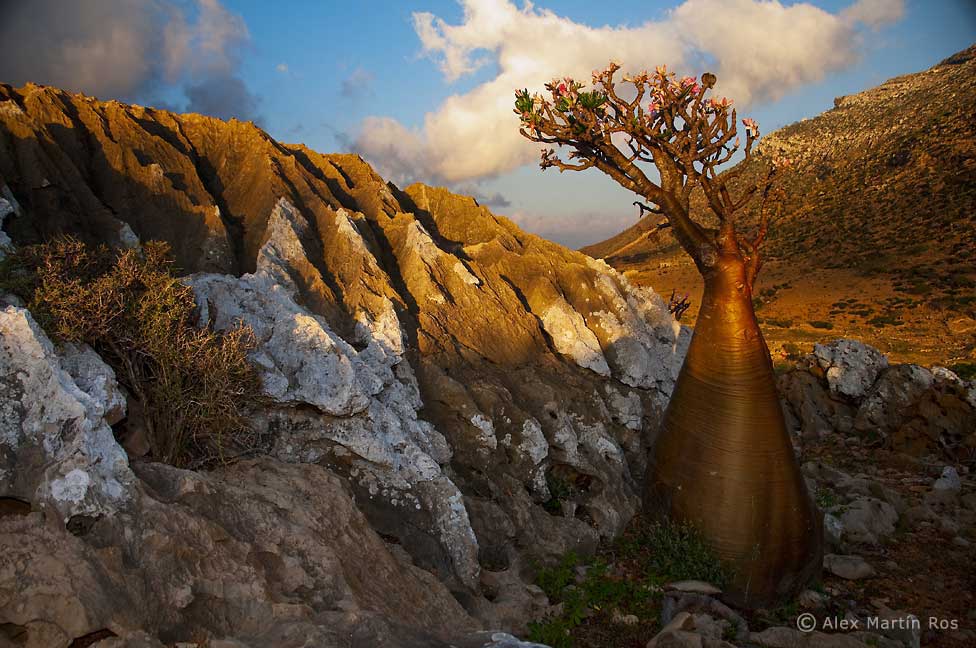 Socotra.