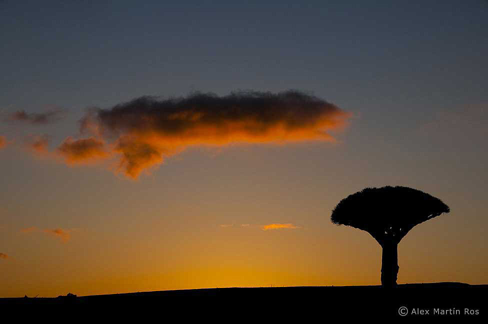 Socotra.