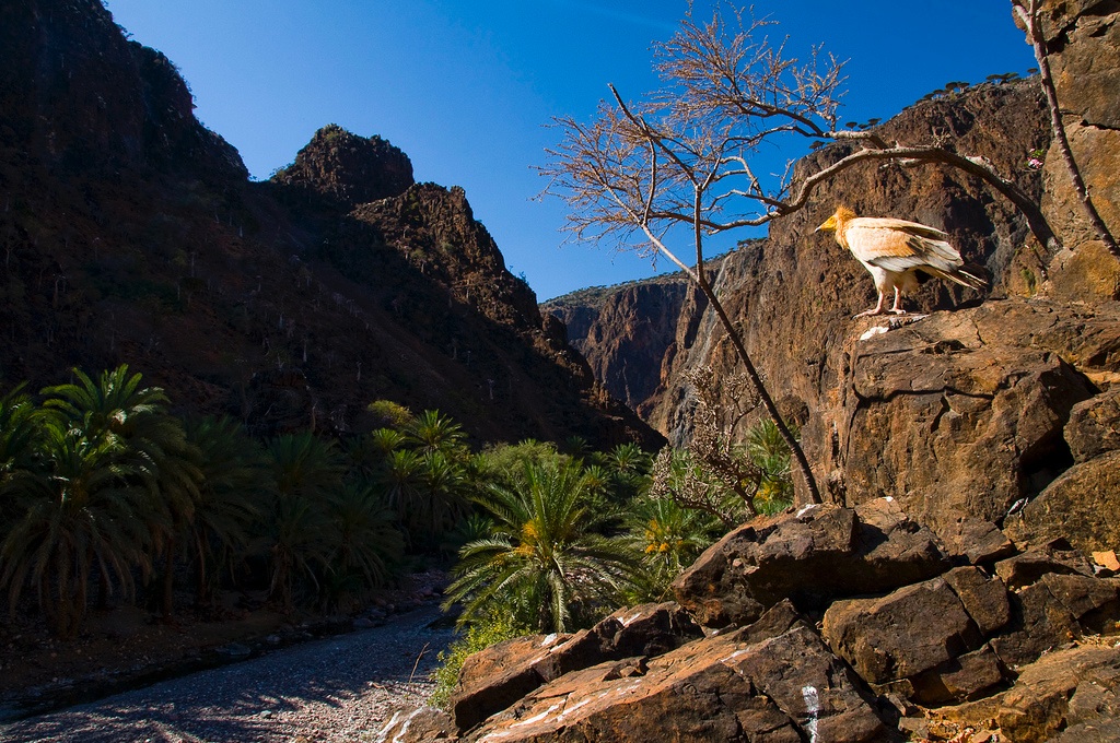 Socotra.