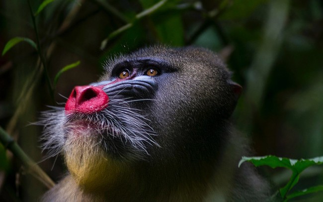 Mandrill Gabon Africa Alex Martin Ros