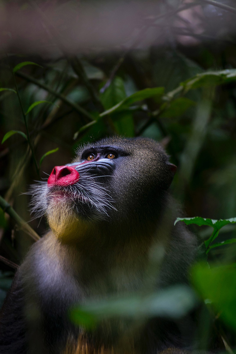 Mandrill Gabon Africa Alex Martin Ros