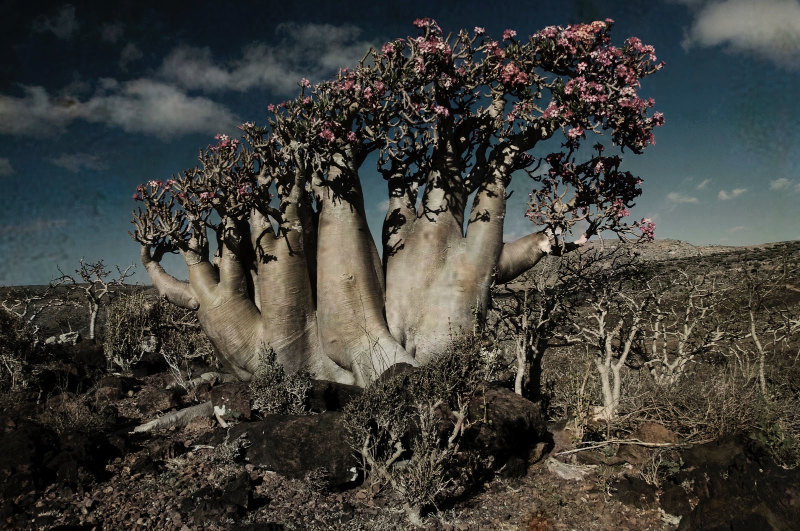 Socotra.