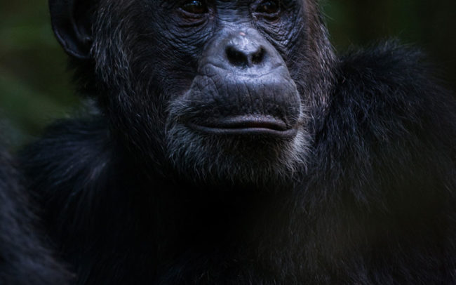 Chimpanzee Uganda