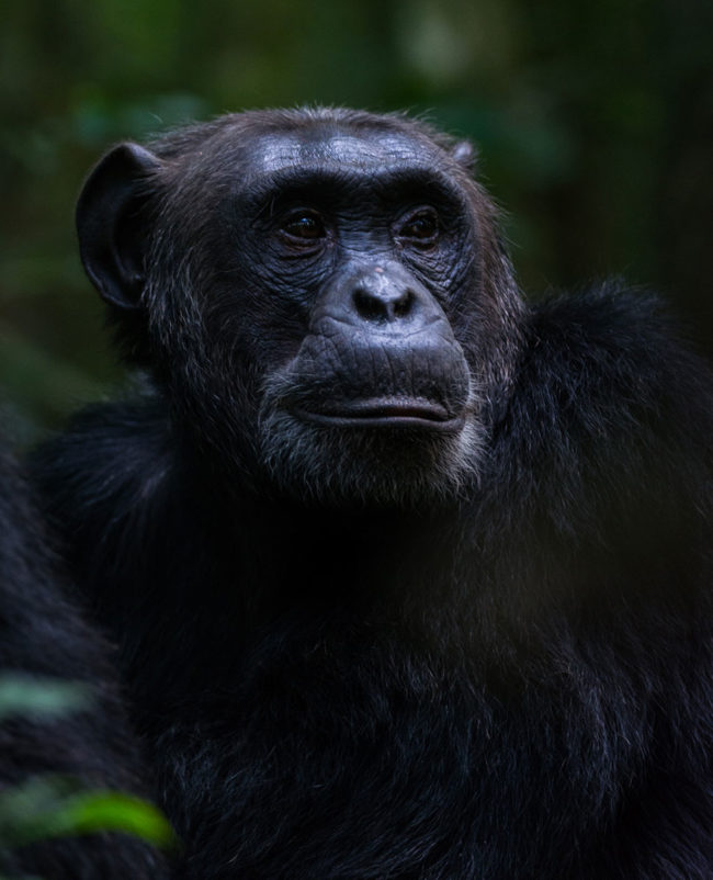 Chimpanzee Uganda