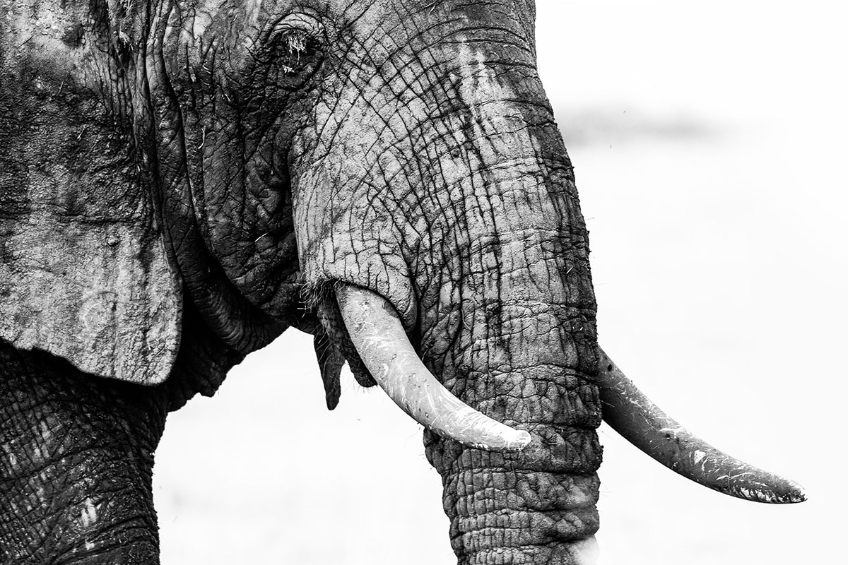 Elefante-Elephant-Uganda