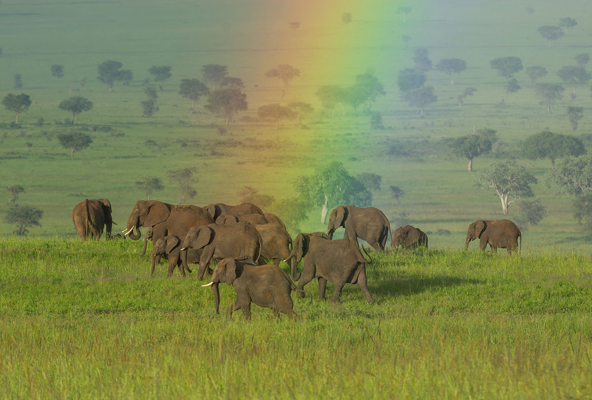 Elephants-Uganda-Rainbow