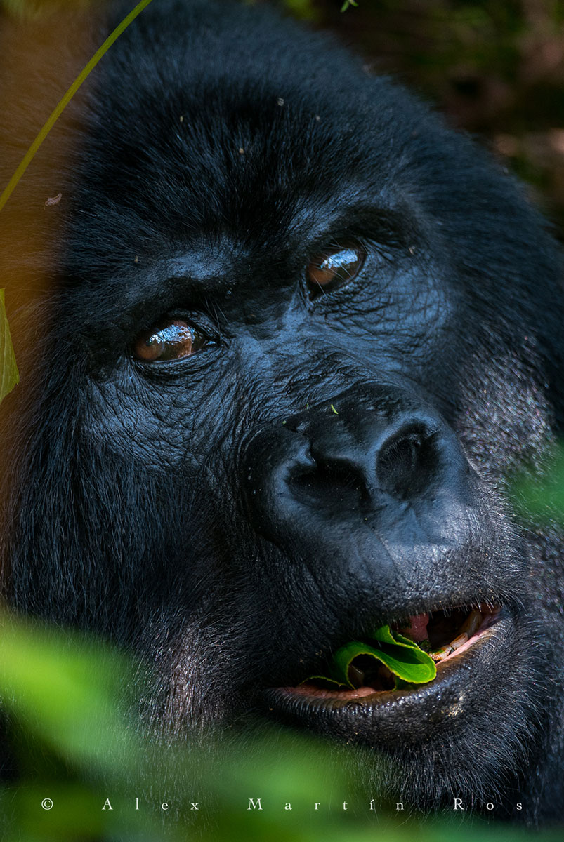 Gorilla