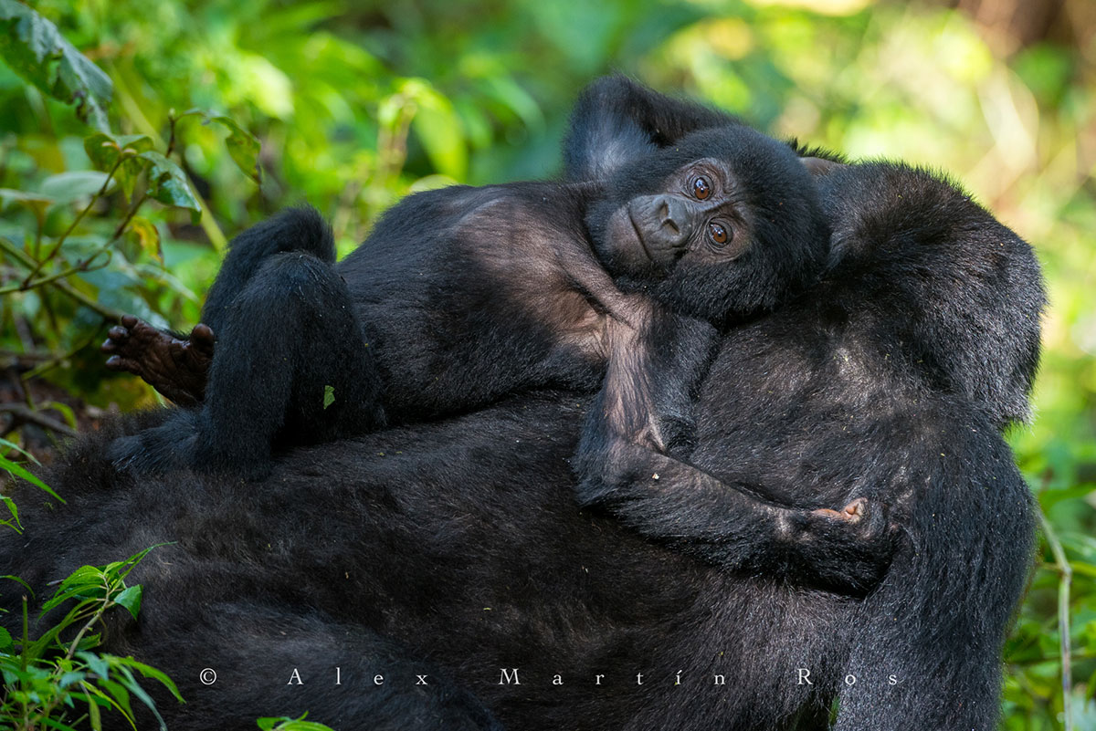 Gorilla-02-Uganda