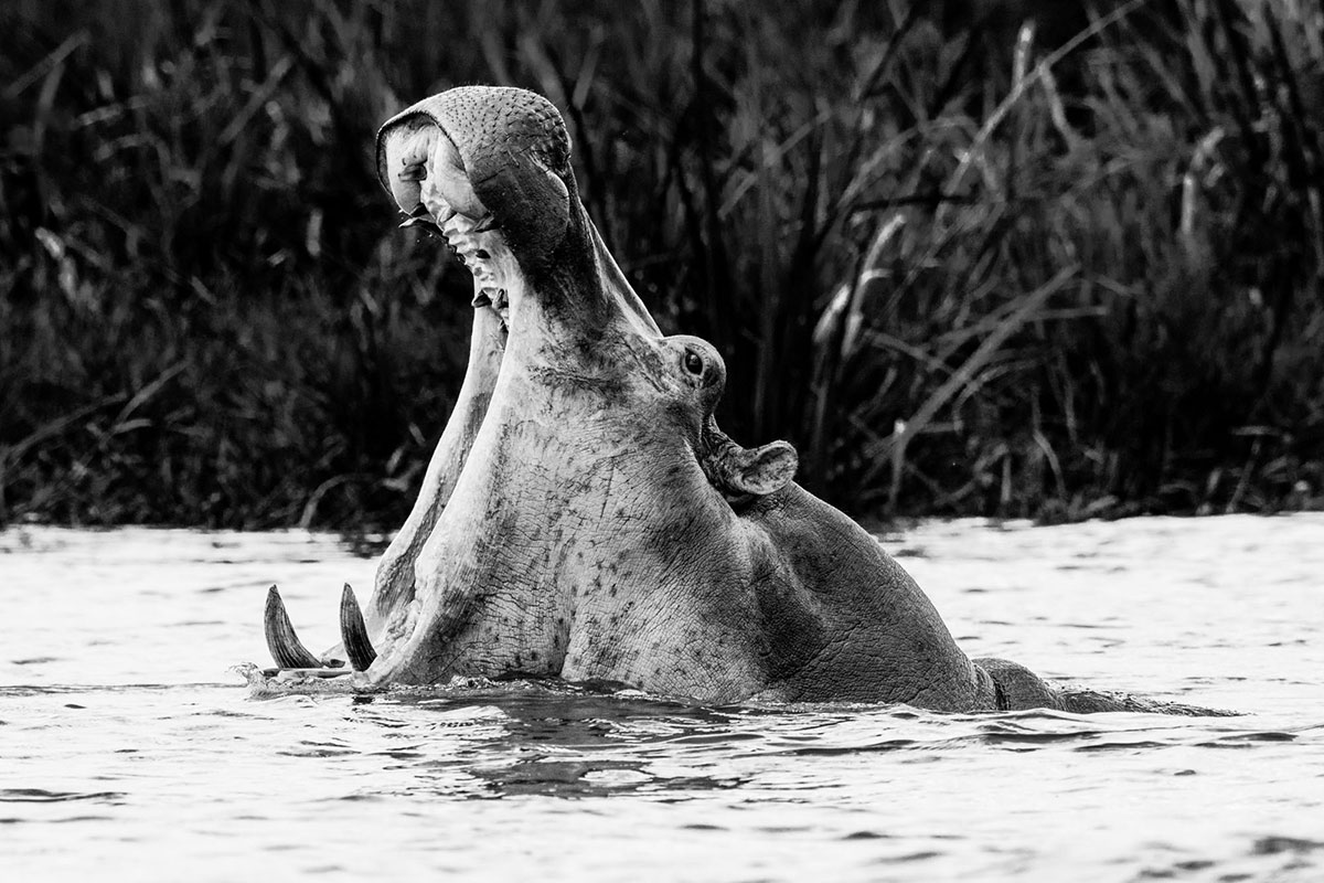 Hippo-Hipopotano-Uganda