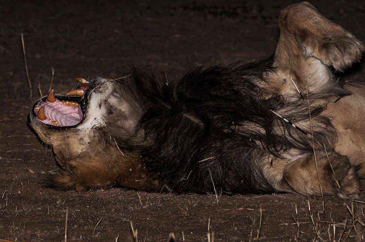 Leon-herido Kgalagadi Alex Martin Ros