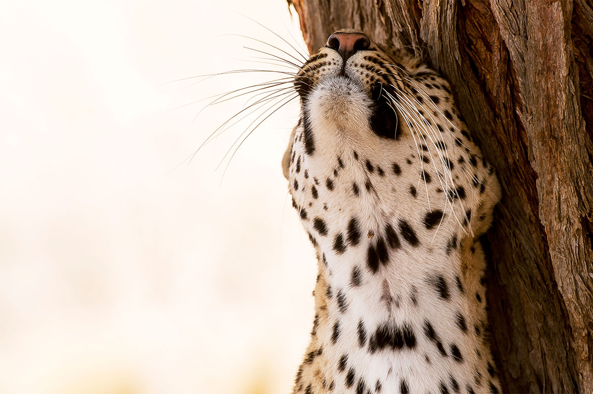 Leopard Kgalagadi Alex Martin Ros