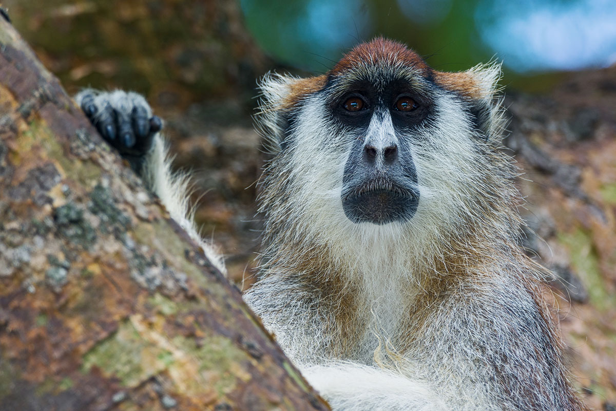 Patas-monkey-Uganda