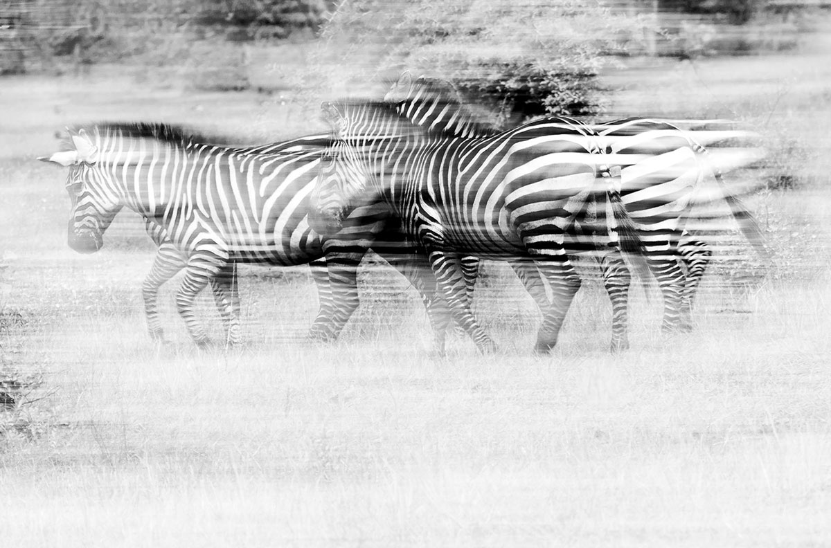 Zebra-Uganda